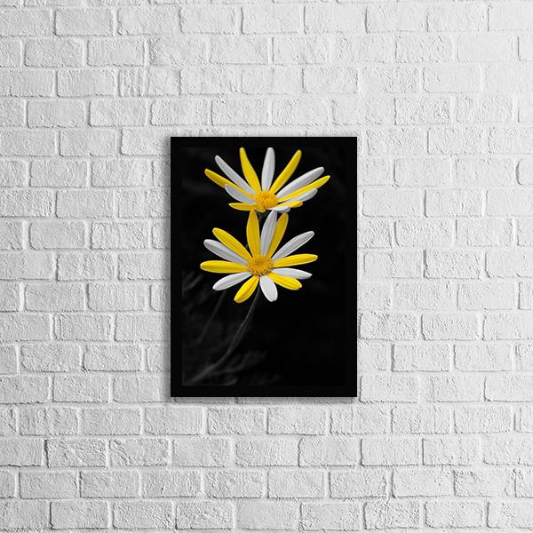 Quadro Fotografia Margarida Amarela e Branca