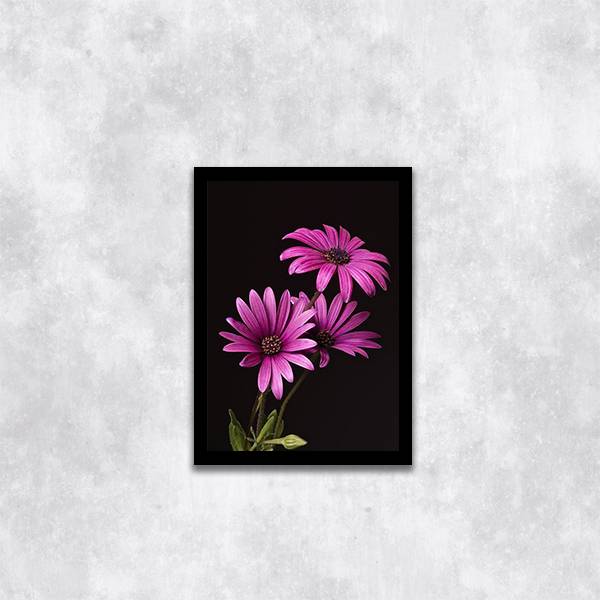 Quadro Fotografia Margaridas Roxas