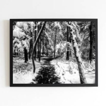 Quadro Fotografia Neve na Floresta