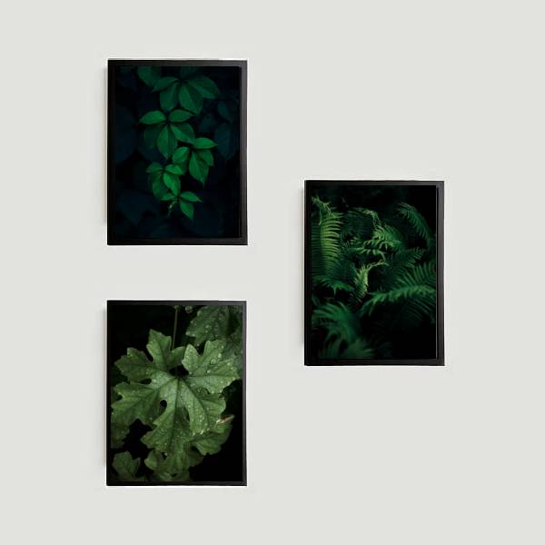 Kit 3 Quadros Folhagens