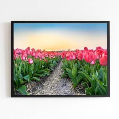 Quadro Fotografia Campo de Tulipas