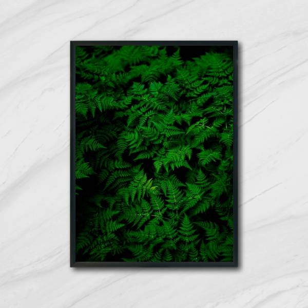 Quadro Fotografia Samambaias