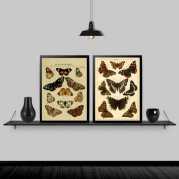 Kit 2 Quadros Borboletas Vintage