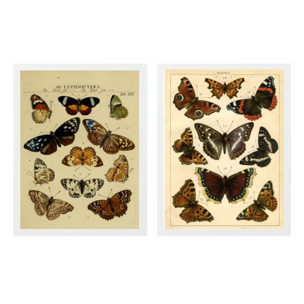 Kit 2 Quadros Borboletas Vintage