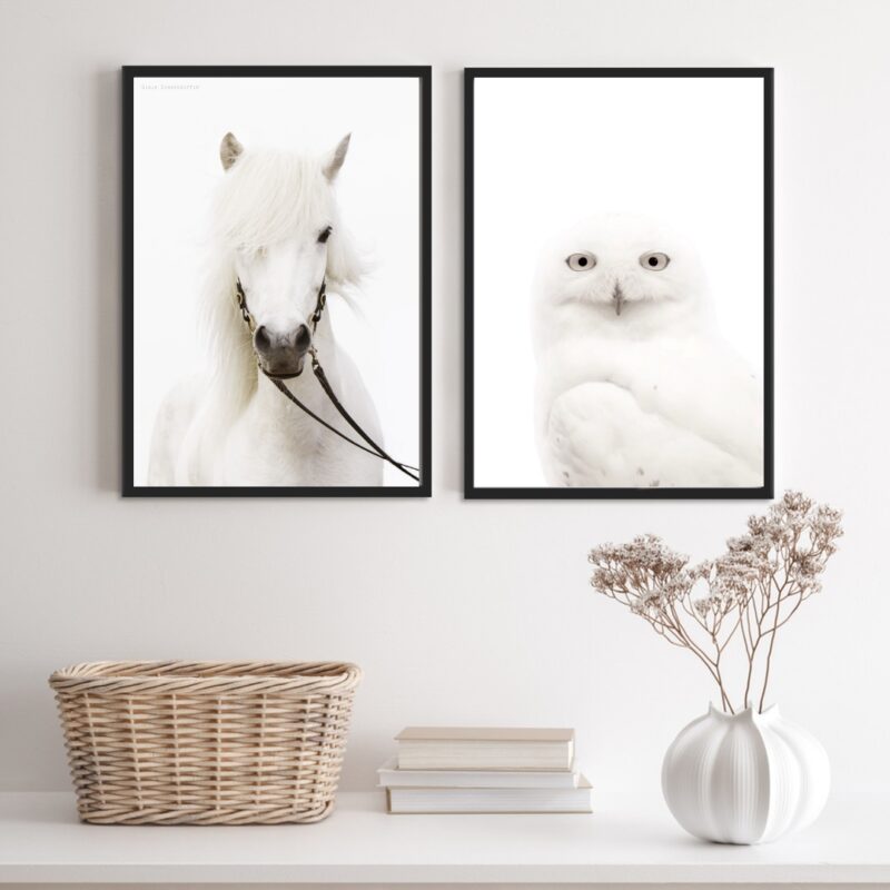 Kit 2 Quadros Fotografias Animais Brancos