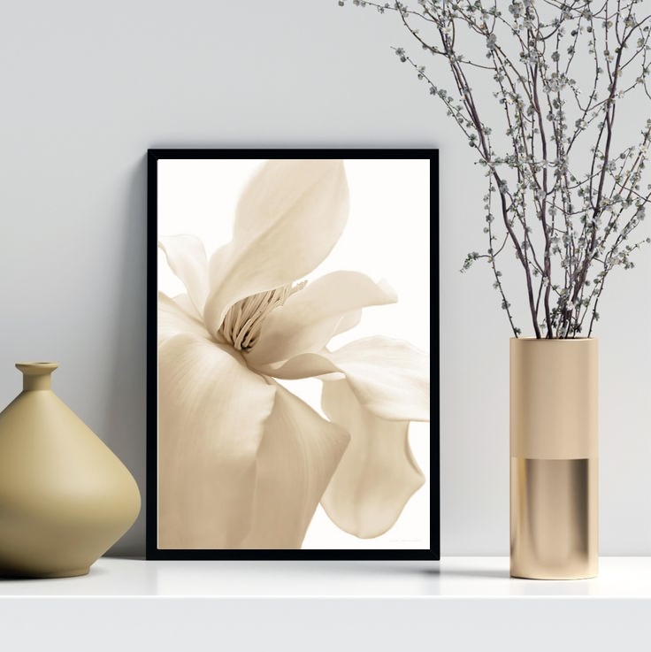 Quadro Decorativo Flor Bege Fundo Branco