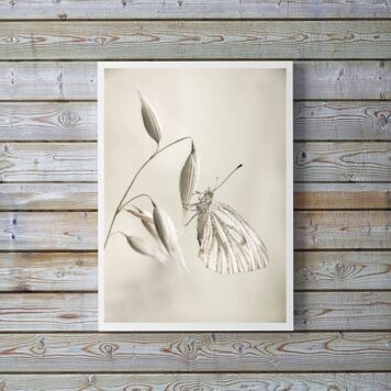 Quadro Decorativo Fotografia Branca Borboleta