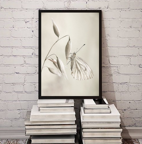 Quadro Decorativo Fotografia Branca Borboleta