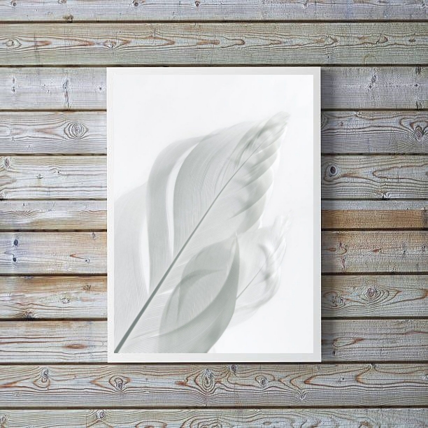 Quadro Decorativo Fotografia Branca Pena