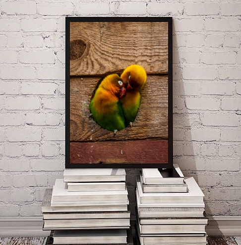 Quadro Decorativo Fotografia Casal De Periquitos