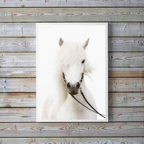 Quadro Decorativo Fotografia Cavalo Branco