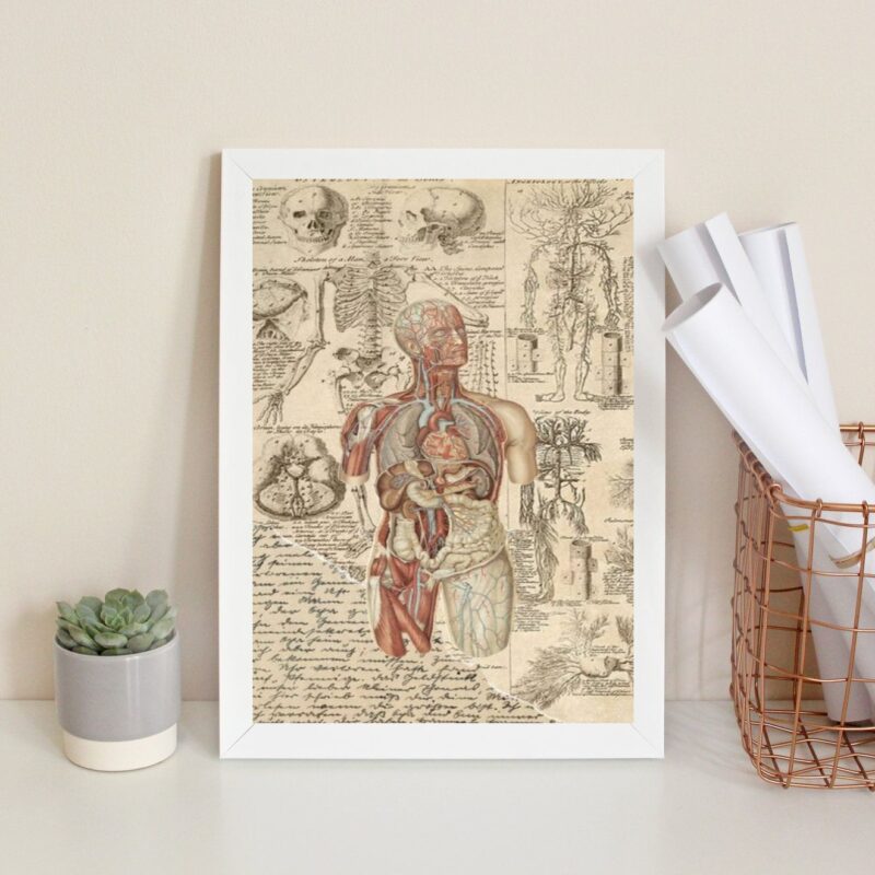 Quadro Decorativo Órgãos Corpo Humano Vintage