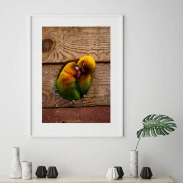 Quadro Fotografia Casal Passarinhos - 60x48 Cm B