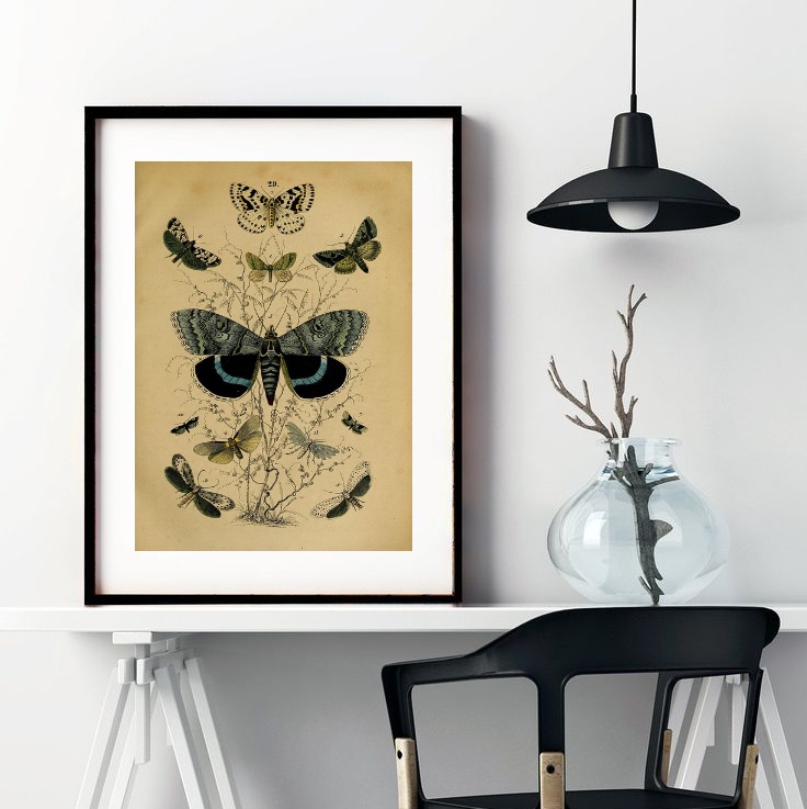 Quadro Retrô Espécies De Borboletas - 60x48 Cm