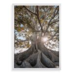 Quadro Decorativo Raízes - Árvore