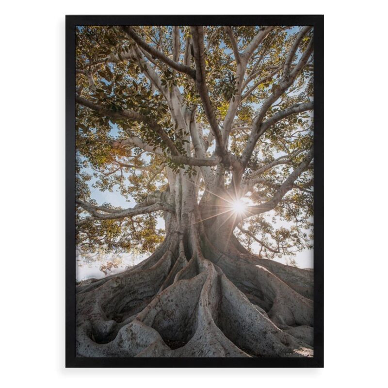 Quadro Decorativo Raízes - Árvore