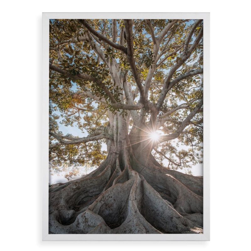 Quadro Decorativo Raízes - Árvore