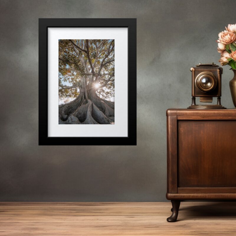 Quadro Natureza Raízes Árvore - 60x48 Cm