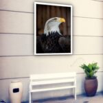 Quadro Decorativo Águia - 70x50 cm