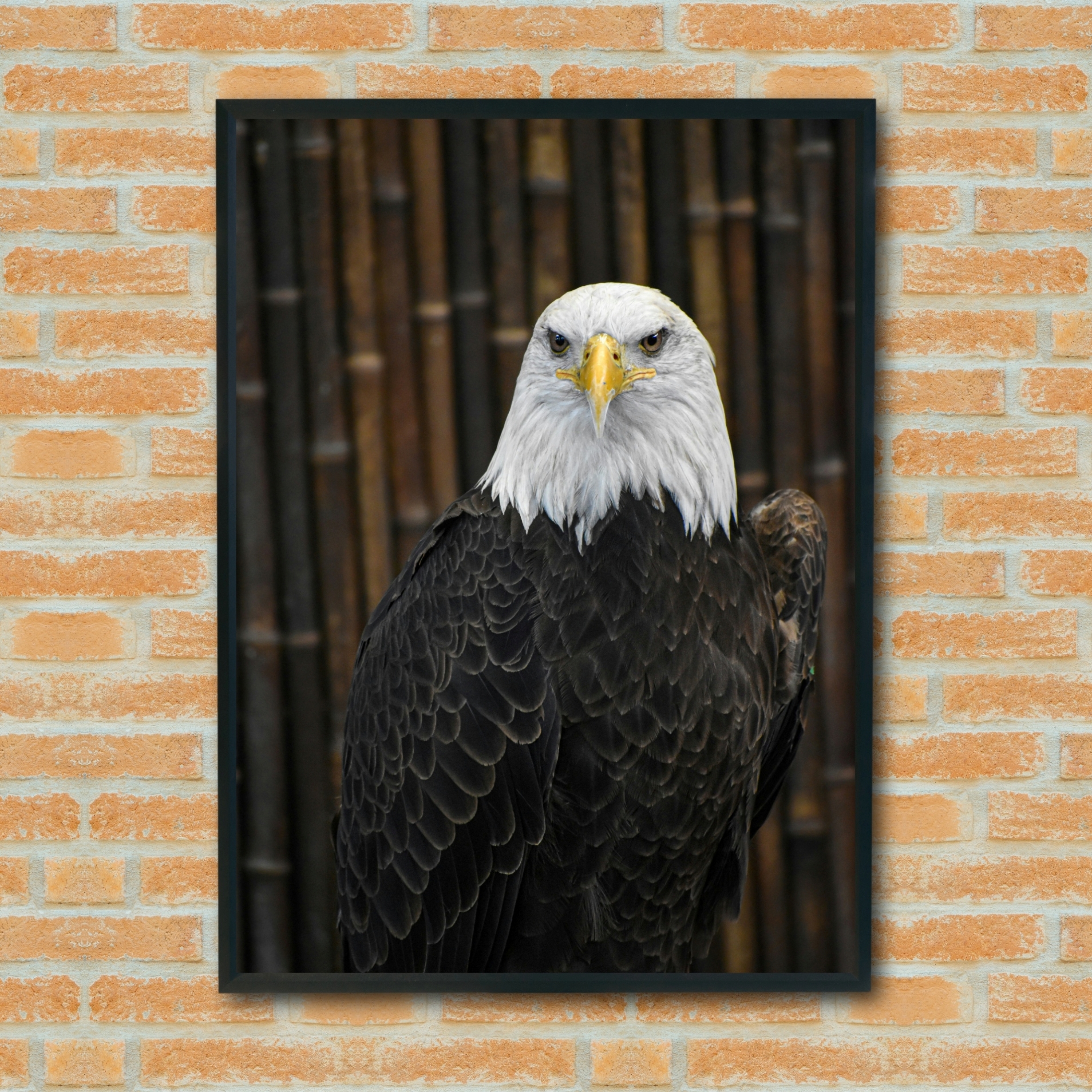 Quadro Decorativo Águia Fotografia - 70x50 cm