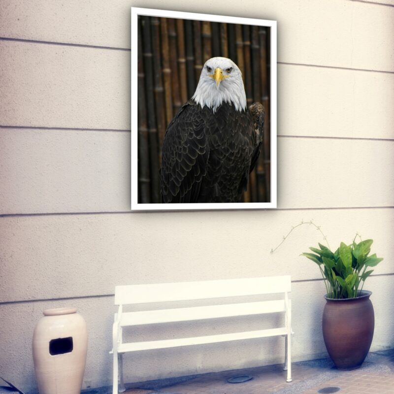 Quadro Decorativo Águia Fotografia - 70x50 cm