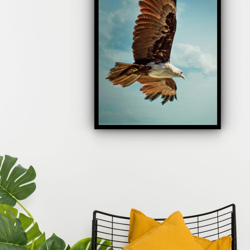 Quadro Decorativo Águia Voando Céu - 70x50 cm