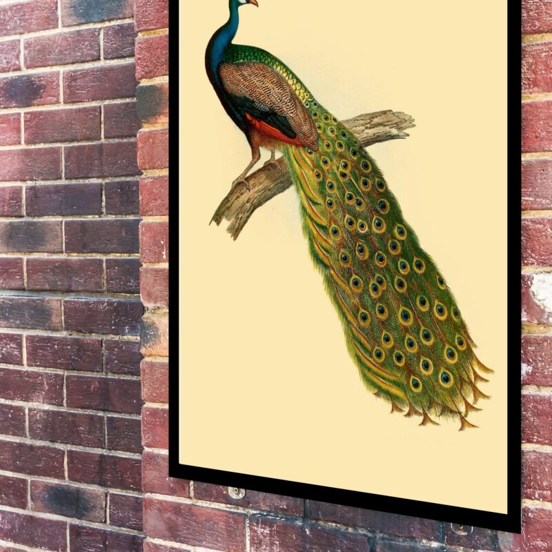 Quadro Decorativo Arte Pavão - 70x50 cm