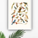 Quadro Decorativo Aves Variadas - 70x50 cm