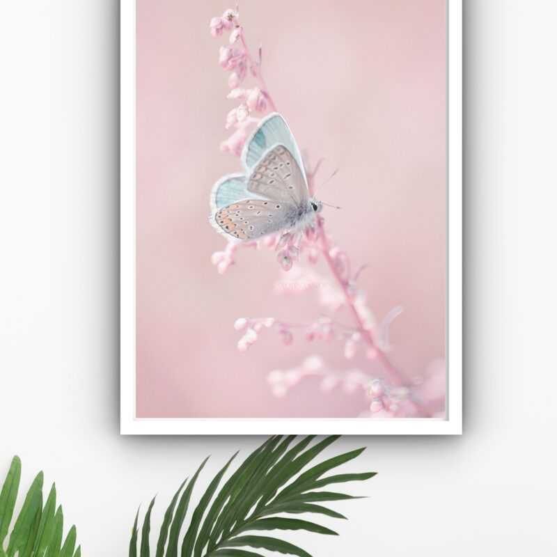 Quadro Decorativo Borboleta Azul Flor Rosa - 70x50 cm