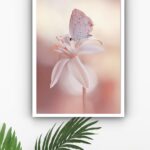 Quadro Decorativo Borboleta Flor Branca - 70x50 cm