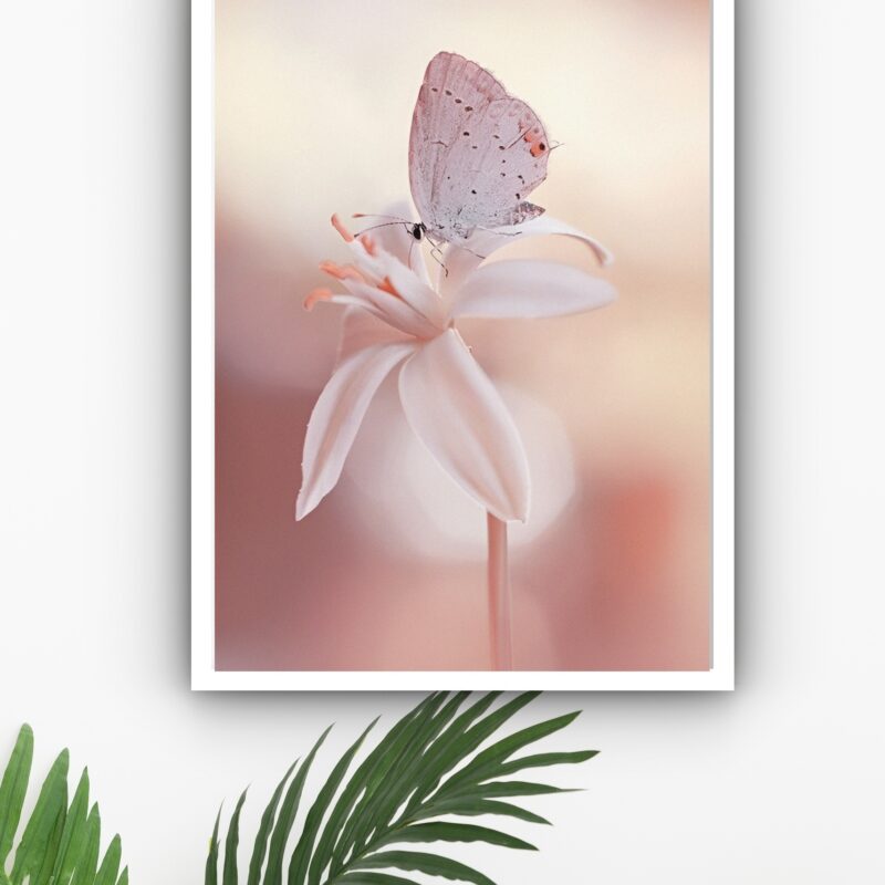 Quadro Decorativo Borboleta Flor Branca - 70x50 cm