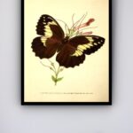Quadro Decorativo Borboleta Marrom - 70x50 cm