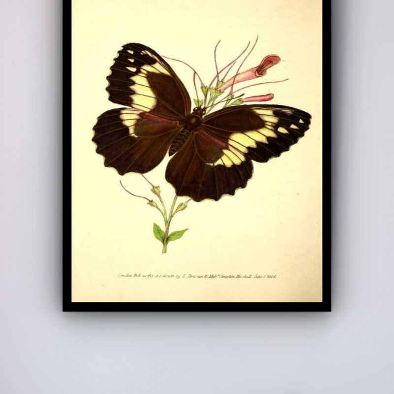 Quadro Decorativo Borboleta Marrom - 70x50 cm
