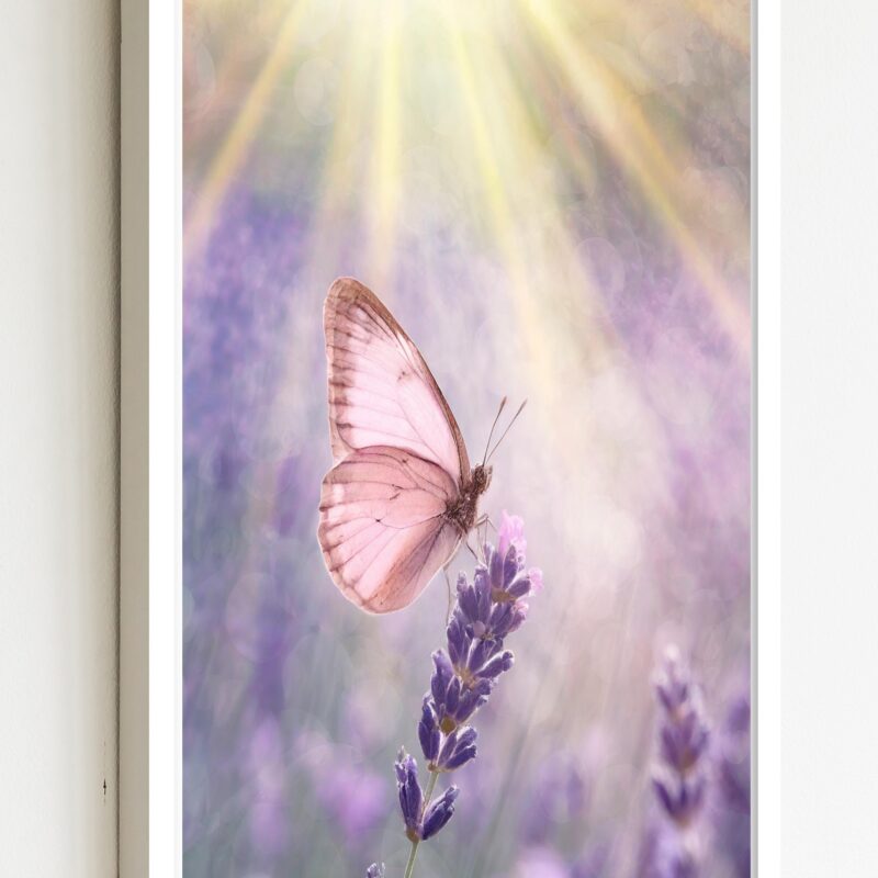 Quadro Decorativo Borboleta Rosa Raios - 70x50 cm