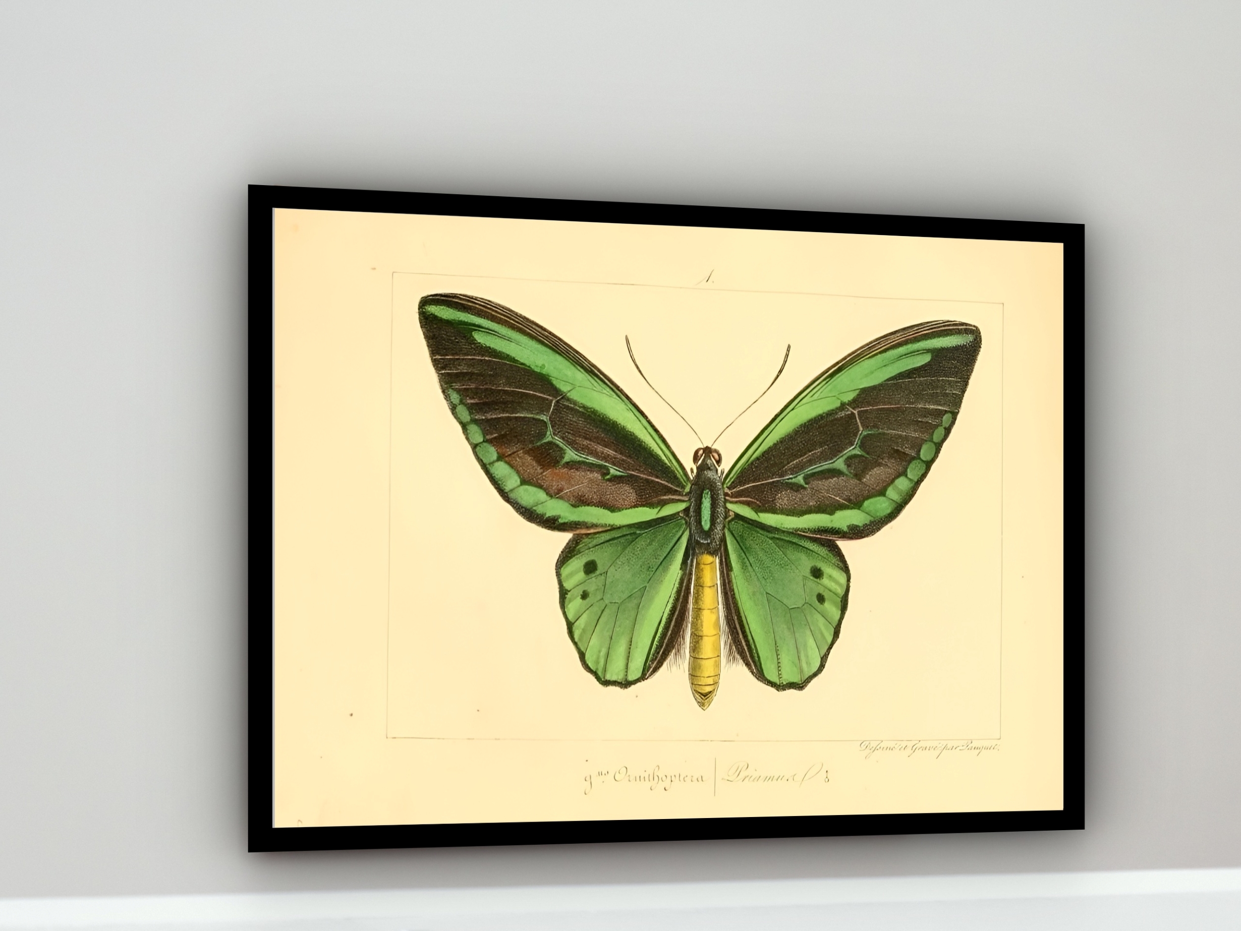 Quadro Decorativo Borboleta Verde Vintage - 50x70 cm