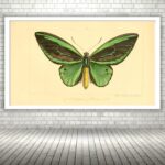 Quadro Decorativo Borboleta Verde Vintage - 50x70 cm