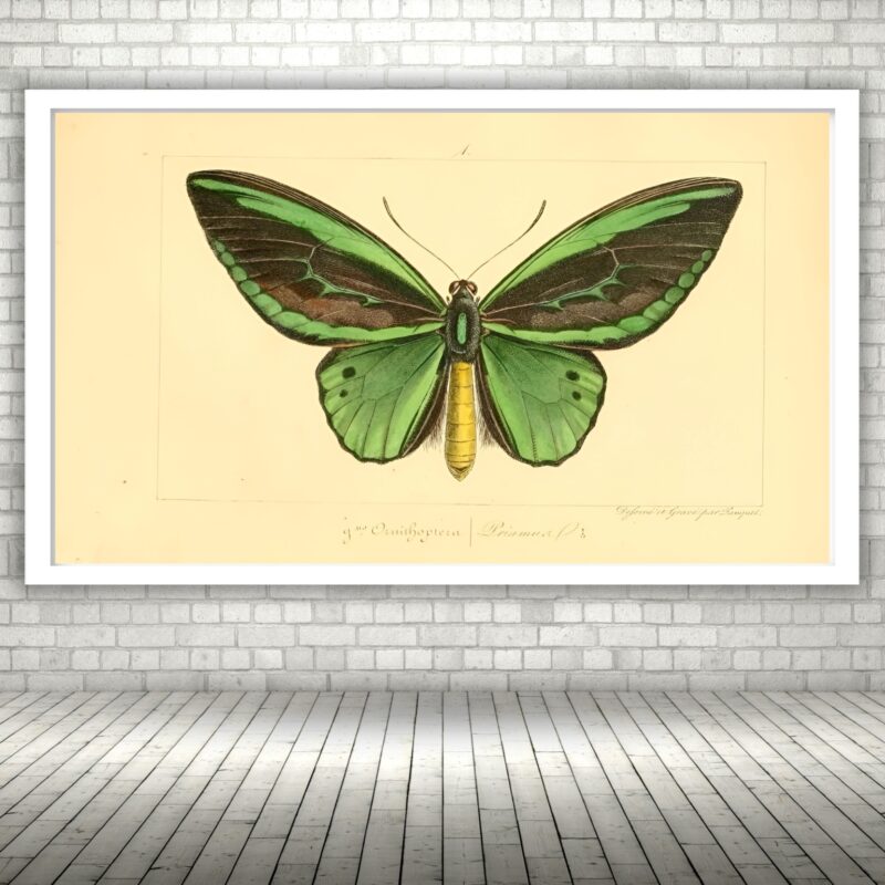 Quadro Decorativo Borboleta Verde Vintage - 50x70 cm