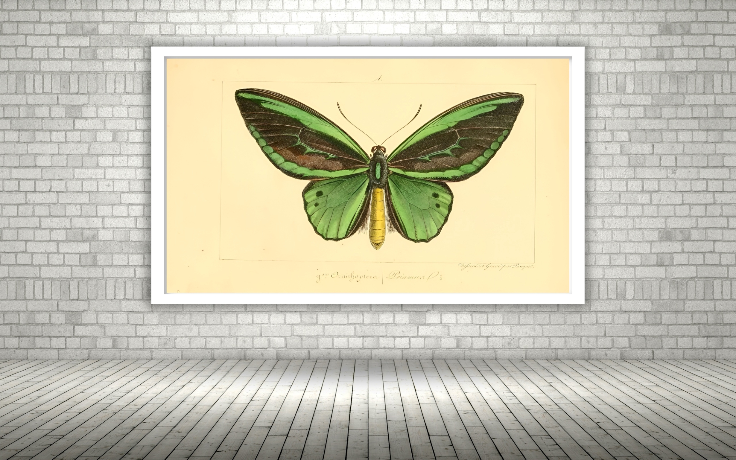 Quadro Decorativo Borboleta Verde Vintage - 50x70 cm