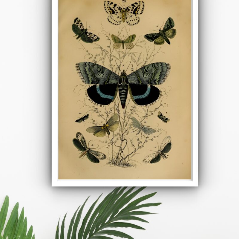 Quadro Decorativo Borboletas Retrô - 70x50 cm