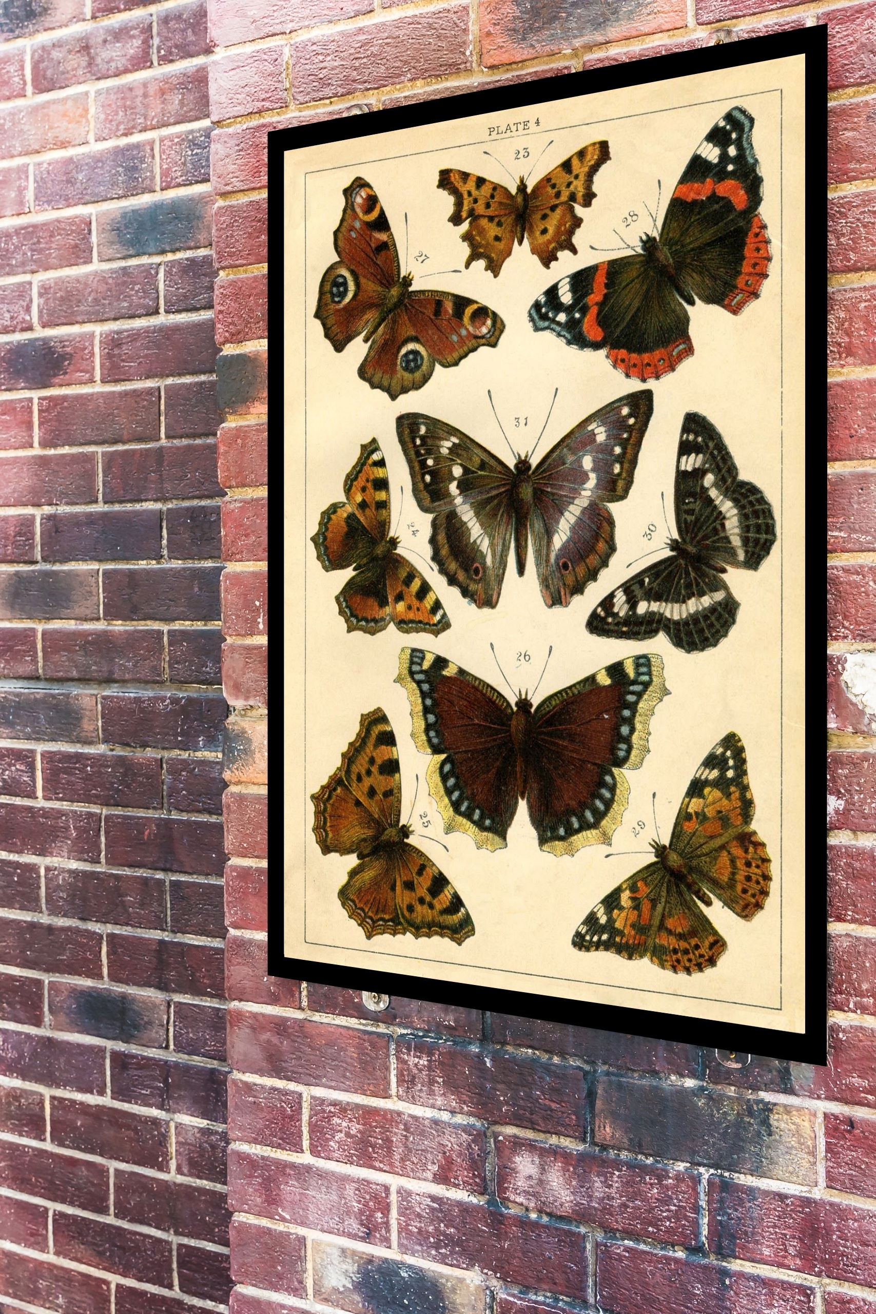 Quadro Decorativo Borboletas Vintage - 70x50 cm