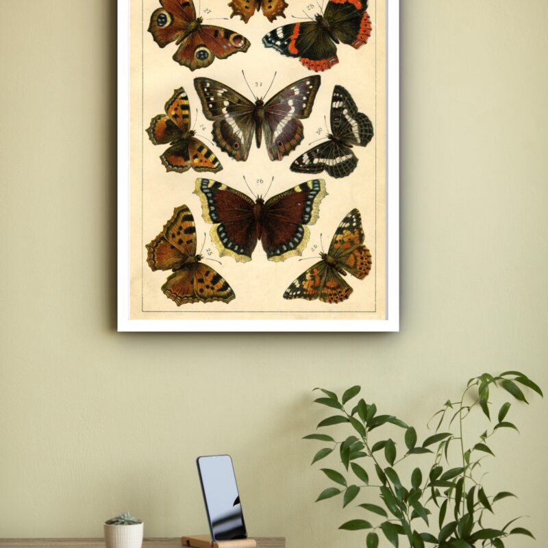 Quadro Decorativo Borboletas Vintage - 70x50 cm