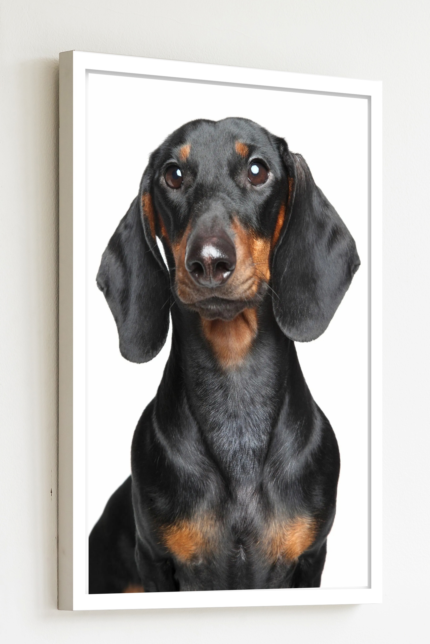 Quadro Decorativo Cachorro Black Dachshund - 70x50 cm