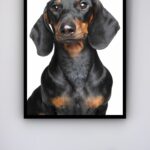 Quadro Decorativo Cachorro Black Dachshund - 70x50 cm
