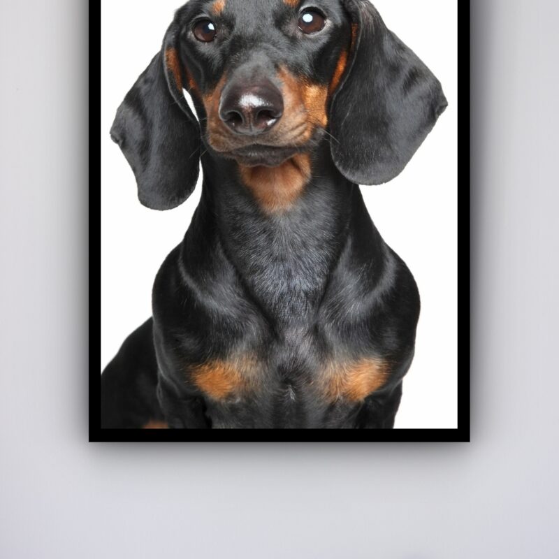 Quadro Decorativo Cachorro Black Dachshund - 70x50 cm