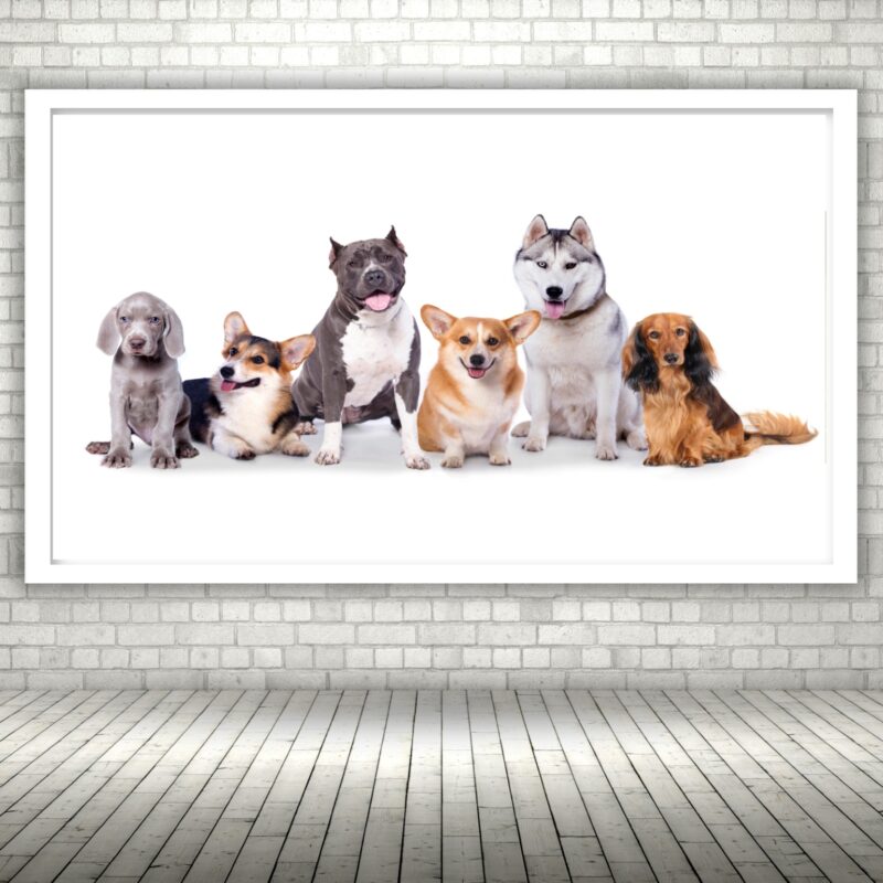 Quadro Decorativo Cachorros Pet Shop - 50x70 cm