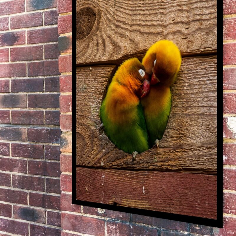 Quadro Decorativo Casal de Periquitos - 70x50 cm