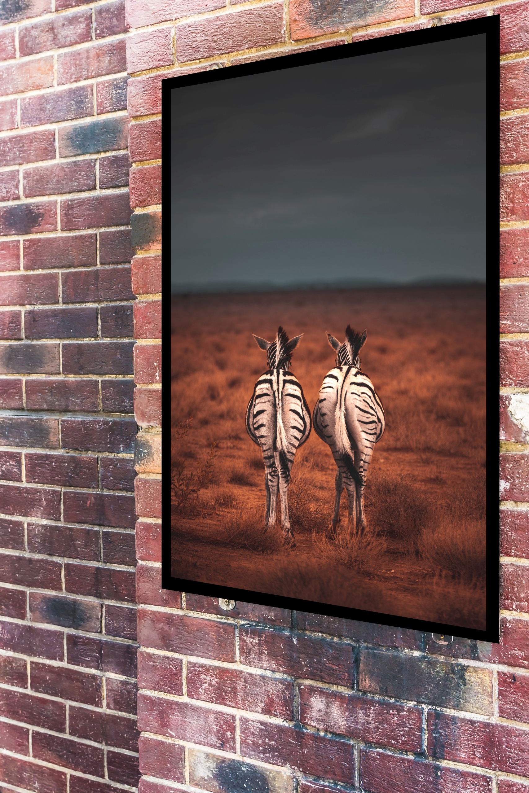 Quadro Decorativo Casal de Zebras Caminhando - 70x50 cm