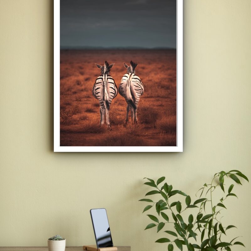 Quadro Decorativo Casal de Zebras Caminhando - 70x50 cm