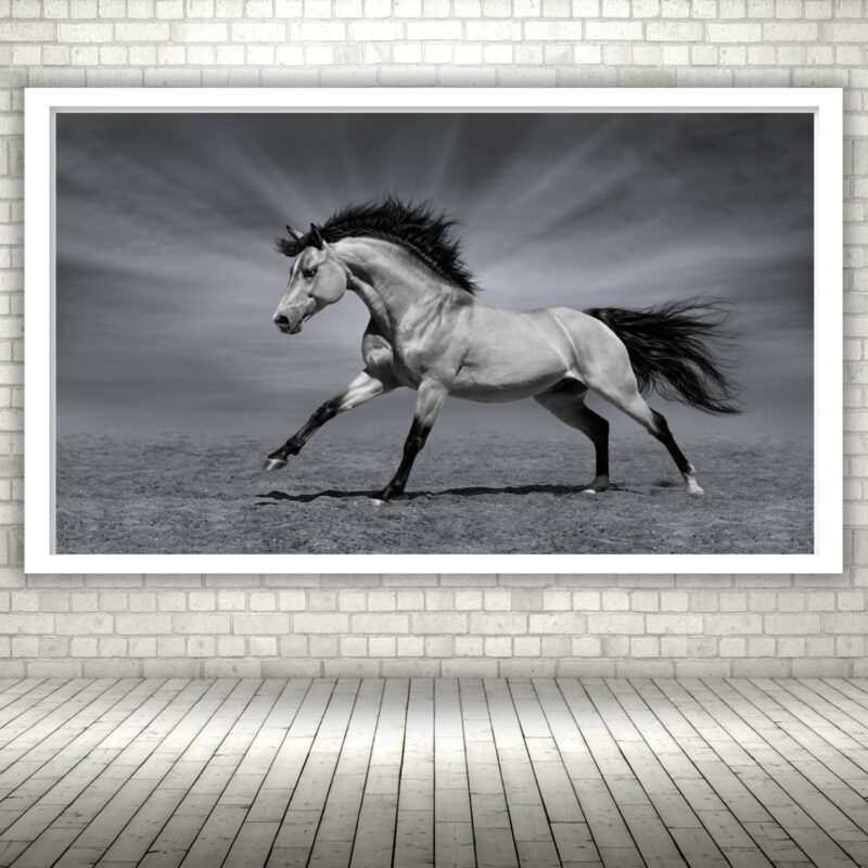 Quadro Decorativo Cavalo Luz Preto e Branco - 50x70 cm