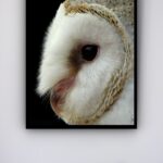 Quadro Decorativo Coruja Branca Fundo Preto - 70x50 cm